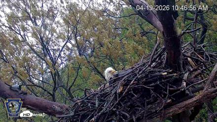 Hanover Eagles Live Cam - Apr 19, 2026, 10:47am EDT