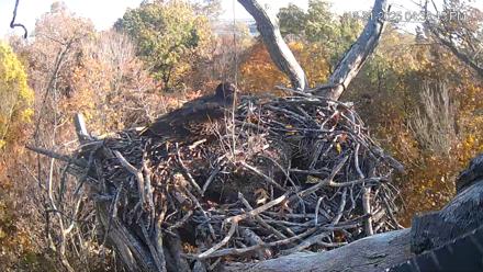Hanover Eagles Live Cam - Oct 31, 2025, 4:38pm EDT