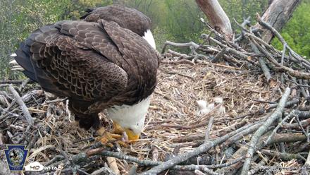 Hanover Eagles Live Cam - Apr 19, 2026, 5:05pm EDT
