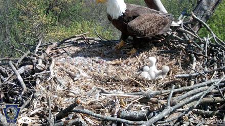 Hanover Eagles Live Cam - Apr 17, 2026, 3:05pm EDT