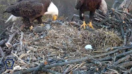 Hanover Eagles Live Cam - Apr 11, 2026, 7:37pm EDT
