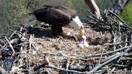 Hanover Eagles Live Cam - Apr 16, 2026, 3:02pm EDT