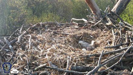 Hanover Eagles Live Cam - Apr 16, 2026, 7:57am EDT