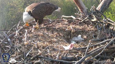 Hanover Eagles Live Cam - Apr 16, 2026, 7:42am EDT
