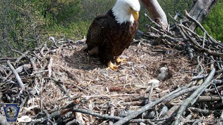 Hanover Eagles Live Cam - Apr 20, 2026, 3:08pm EDT