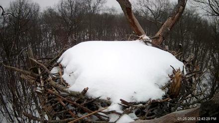 Hanover Eagles Live Cam - Jan 25, 2026, 12:44pm EST