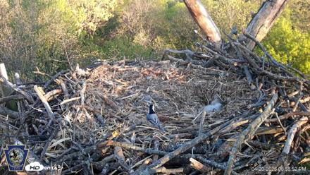 Hanover Eagles Live Cam - Apr 20, 2026, 6:59pm EDT