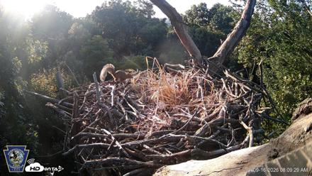 Hanover Eagles Live Cam - Sep 16, 2026, 8:10am EDT