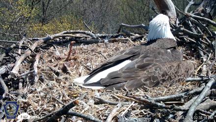 Hanover Eagles Live Cam - Apr 14, 2026, 2:36pm EDT