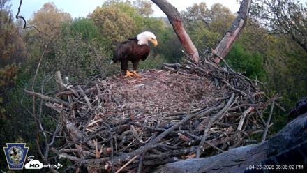 Hanover Eagles Live Cam - Apr 23, 2026, 8:06pm EDT