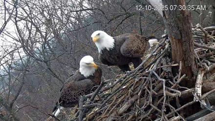 Hanover Eagles Live Cam - Dec 10, 2025, 7:31am EST