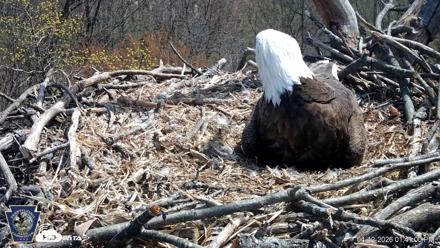 Hanover Eagles Live Cam - Apr 12, 2026, 1:41pm EDT