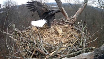 Hanover Eagles Live Cam - Dec 10, 2025, 1:04pm EST