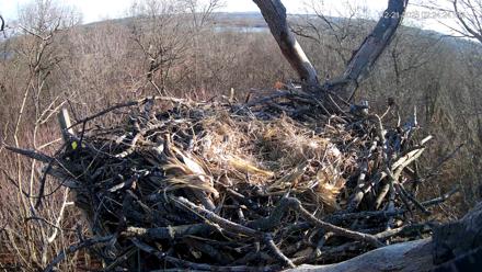 Hanover Eagles Live Cam - Dec 21, 2025, 2:24pm EST