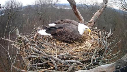 Hanover Eagles Live Cam - Jan 5, 2026, 4:03pm EST