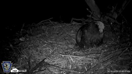 Hanover Eagles Live Cam - Apr 18, 2026, 5:06am EDT