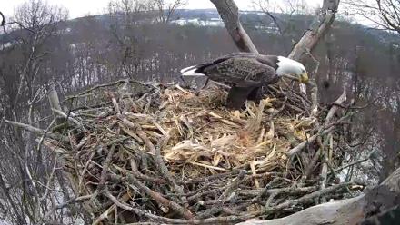 Hanover Eagles Live Cam - Dec 17, 2025, 1:33pm EST