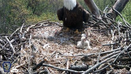 Hanover Eagles Live Cam - Apr 17, 2026, 12:26pm EDT