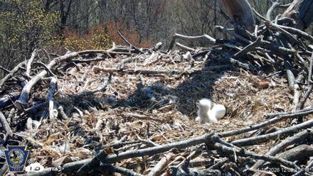 Hanover Eagles Live Cam - Apr 12, 2026, 12:01pm EDT