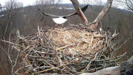 Hanover Eagles Live Cam - Dec 23, 2025, 1:11pm EST