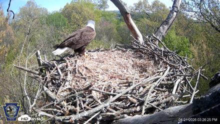 Hanover Eagles Live Cam - Apr 21, 2026, 3:27pm EDT