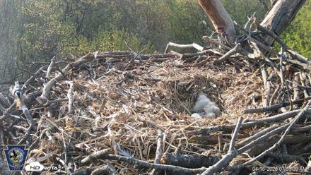 Hanover Eagles Live Cam - Apr 16, 2026, 7:56am EDT