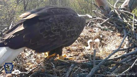 Hanover Eagles Live Cam - Apr 15, 2026, 9:51am EDT