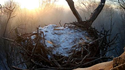 Hanover Eagles Live Cam - Dec 16, 2025, 7:46am EST