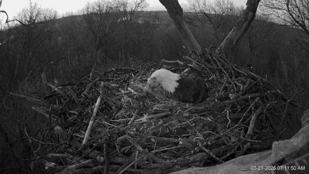 Hanover Eagles Live Cam - Mar 21, 2026, 7:12am EDT