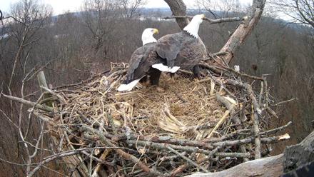 Hanover Eagles Live Cam - Dec 10, 2025, 10:23am EST