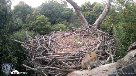 Hanover Eagles Live Cam - Aug 1, 2026, 6:55am EDT