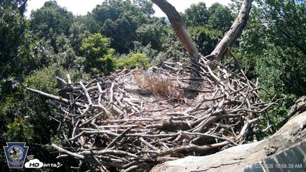 Hanover Eagles Live Cam - Jul 3, 2026, 10:57am EDT