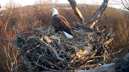 Hanover Eagles Live Cam - Dec 20, 2025, 4:21pm EST