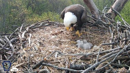 Hanover Eagles Live Cam - Apr 17, 2026, 10:35am EDT
