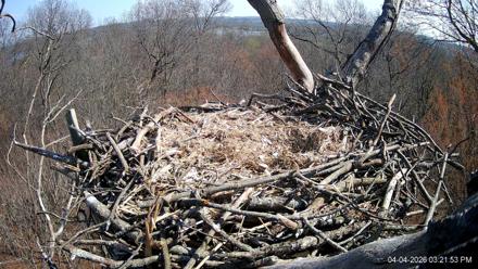 Hanover Eagles Live Cam - Apr 4, 2026, 3:22pm EDT