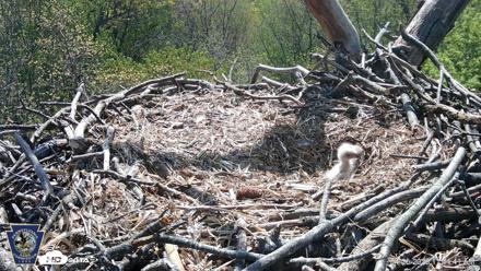 Hanover Eagles Live Cam - Apr 20, 2026, 11:45am EDT