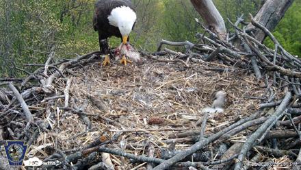 Hanover Eagles Live Cam - Apr 20, 2026, 2:44pm EDT