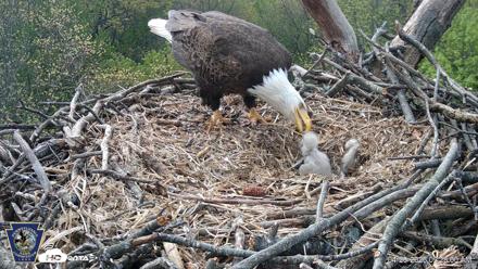 Hanover Eagles Live Cam - Apr 20, 2026, 9:28am EDT