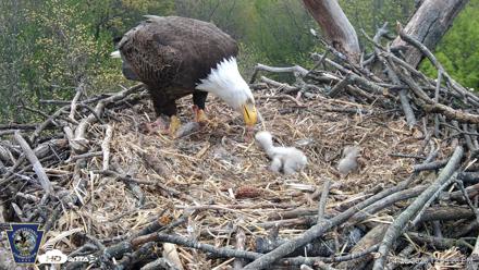 Hanover Eagles Live Cam - Apr 20, 2026, 12:49pm EDT
