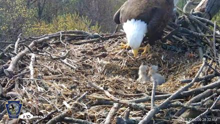 Hanover Eagles Live Cam - Apr 15, 2026, 9:28am EDT