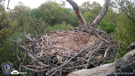 Hanover Eagles Live Cam - Apr 25, 2026, 7:25am EDT