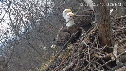 Hanover Eagles Live Cam - Dec 6, 2025, 12:50pm EST