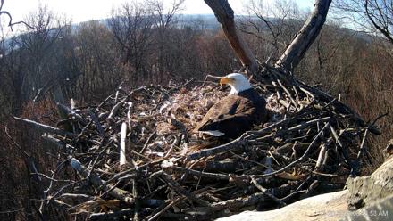 Hanover Eagles Live Cam - Mar 20, 2026, 8:44am EDT