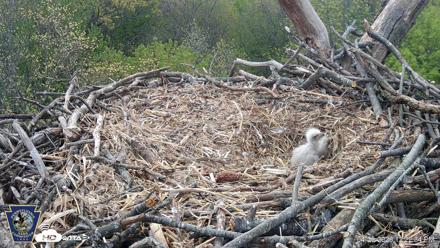 Hanover Eagles Live Cam - Apr 20, 2026, 12:23pm EDT