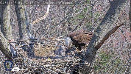 Hanover Eagles Live Cam - Apr 11, 2026, 3:33pm EDT