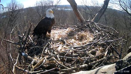 Hanover Eagles Live Cam - Mar 9, 2026, 12:12pm EDT