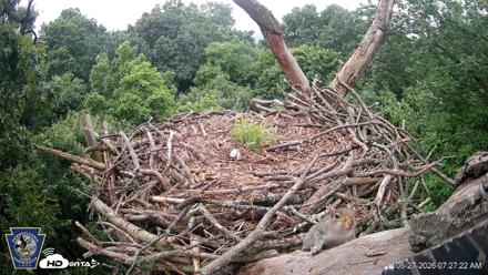 Hanover Eagles Live Cam - May 27, 2026, 7:27am EDT