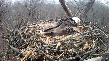 Hanover Eagles Live Cam - Mar 5, 2026, 12:21pm EST