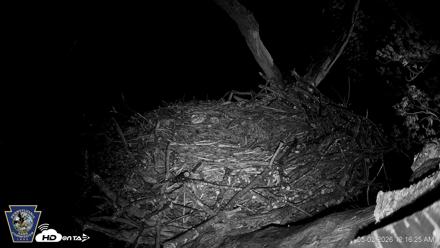 Hanover Eagles Live Cam - May 2, 2026, 12:16am EDT