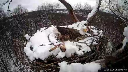 Hanover Eagles Live Cam - Feb 23, 2026, 5:33pm EST